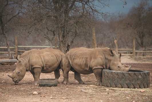 Protected rhinos roam and feed in an enclosed precinct at the Kahya Ndlovu Lodge in Hoedspruit, Limpopo province, South Africa.