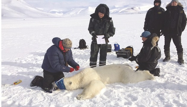 An April 22, 2016, file photo of officials from the Governor of Svalbardu2019s office inspect a three year-old male polar bear after it was sedated near Longyearbyen, Norway.