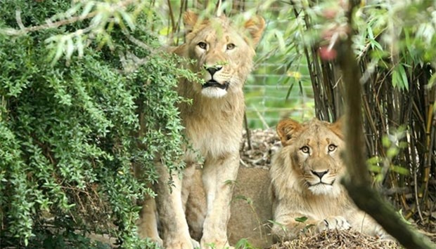 Male lions Motshegetsi (left) and Majo are seen in their enclosure at Leipzig zoo earlier this month. A zookeeper shot and killed Motshegetsi on Thursday.