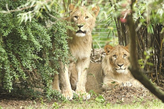 This picture taken on September 20 shows the male lions Motshegetsi (left) and Majo in their enclosure at the zoo in Leipzig. Zookeepers shot Motshegetsi dead yesterday after the lions escaped from their enclosure and a tranquiliser failed to stop him, the zoou2019s director said.