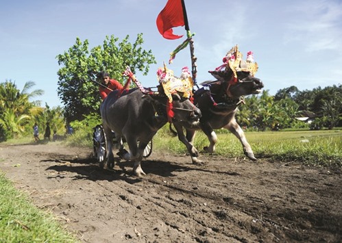 A participant competes in a u201cMakepungu201d or bull race with domestic water buffaloes in Jembrana district on Bali island.