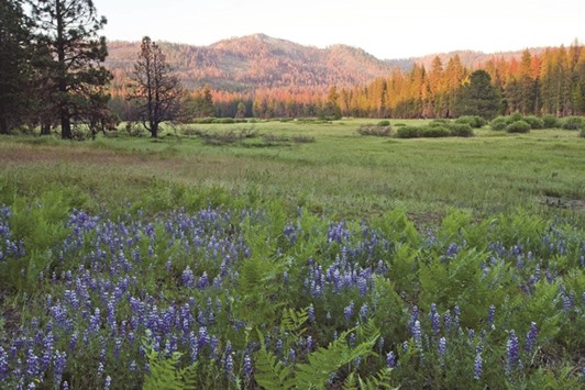 Ackerson Meadow, a 400-acre parcel of land located at the western edge of Yosemite National Park, is shown in this undated photo.