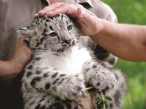 The snow leopard is more than an endangered species. This beautiful big cat has become a more general symbol for the threatened ecosystems of the Asian mountains.