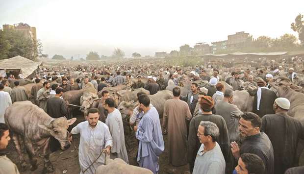 Egyptian cattle traders gather at the Ashmun market in the Menufia Governorate, as they try to sell livestock to customers.