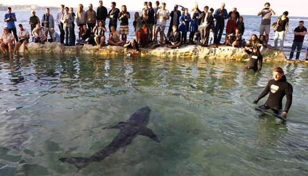 A rescued juvenile great white shark swims in Fairy Bower pool