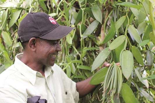 A farmer shows off some green vanilla pods in Madagascar, which produces 80 per cent of the worldu2019s vanilla.