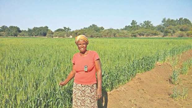 Mpokiseng Moyo, a mother of three who grows winter wheat at Rustlers Gorge, near Mashaba, Zimbabwe, shows off her fields.