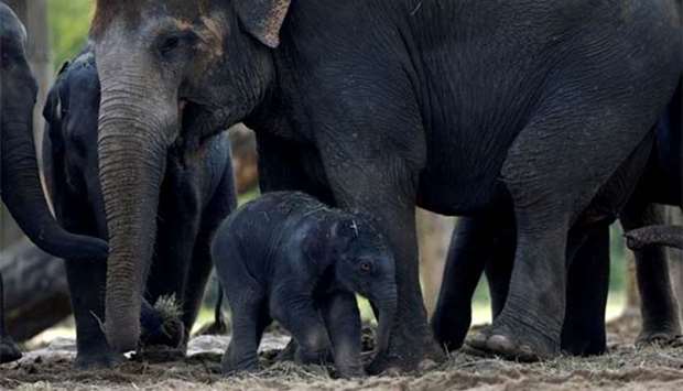 A newborn Asian elephant is pictured with its family at the Pairi Daiza wildlife park, a zoo and botanical garden in Brugelette, Belgium on Wednesday.