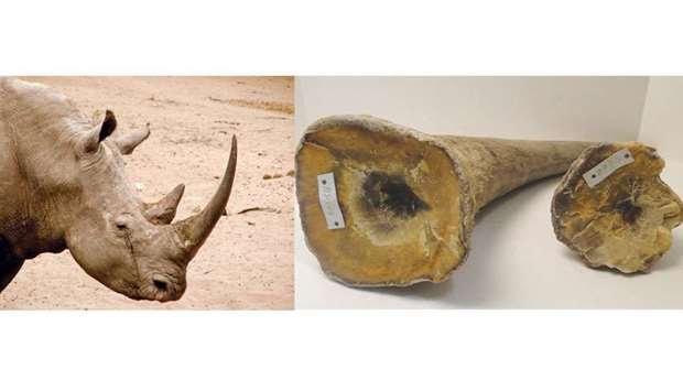 Currently, rhino horn sells for as much as $60,000 per kilogram in parts of Asia.