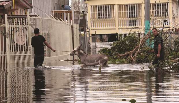 Locals wade through a flooded street with a donkey in Catano municipality, southwest of San Juan, Puerto Rico.
