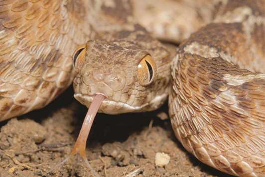 The northeast African carpet viper, one of the snakes that can produce deadly venom.