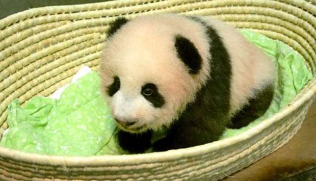 A panda cub named Xiang Xiang is seen at Tokyo's Ueno Zoological Gardens.
