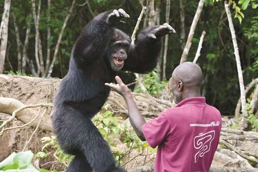 Carer Germain Djenemaya Koidja interacts with Ponso on Chimpanzee Island, near the town of Grand Lahou, Ivory Coast.