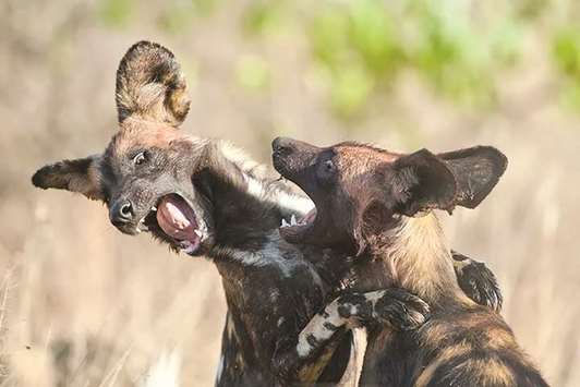 A handout photo of wild dog puppies playing in the Laikipia Wilderness Camp.