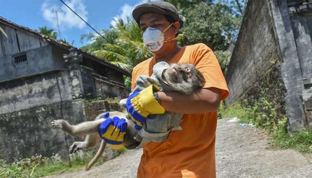 An NGO worker carrying a monkey after they sedated and prepared to evacuate it from a villager's house in Sideman