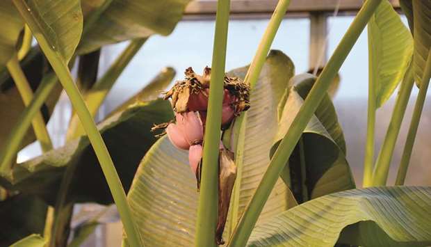 A wild banana variety known as Musa velutina, or the pink dwarf banana, grows at a greenhouse at the University of Leuven.