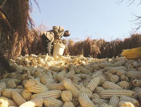 Resettled farmer Mike Madoro stores maize harvested on his land near Chinhoyi, Zimbabwe.