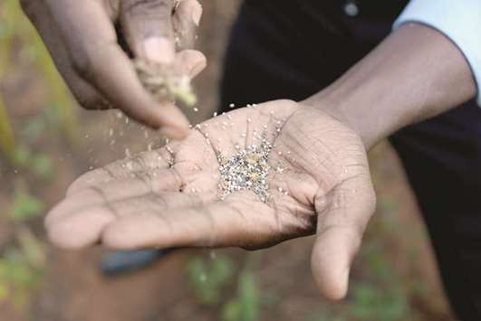 Robert Okello, whose company Sage Uganda buys chia from African farmers for export, displays some chia seeds. An increasing number of small farmers in Uganda are switching from traditional crops such as maize to chia seeds, which bring a better price.