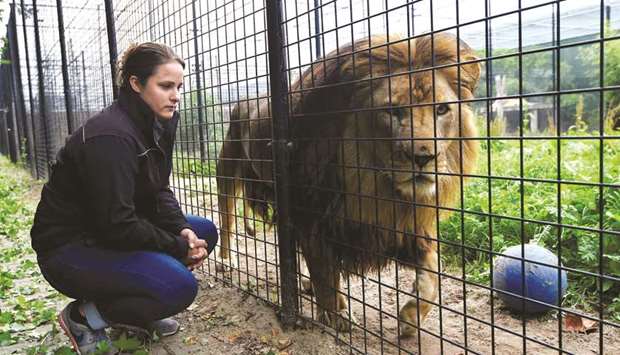 A staff member kneels down in front of a lion in his cage at the temporary shelter of the Stichting Leeuw Lion Foundation in Anna Paulowna, north of Amsterdam, The Netherlands.