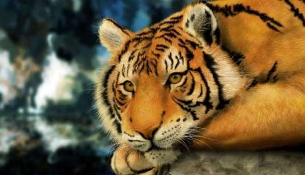 Caspian tigers inhabited a range taking in 13 modern-day countries with Turkey and China at its extremes just prior to the turn of the century.