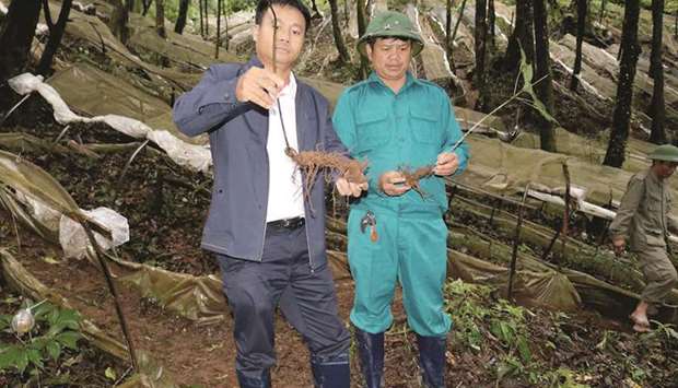 SAVIOUR: If Hoan, left, had not grown Ngoc Linh ginseng there, the virgin forests wouldnt exist today.