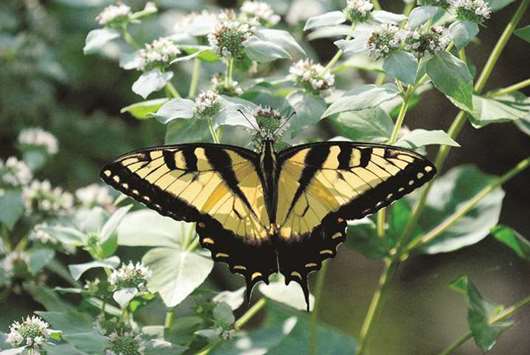 NECTAR SOURCE: Eastern Tiger Swallowtails find  the mountain mints to be a valuable source of nectar.