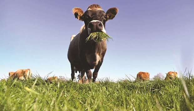 A cow eating grass on a dairy farm near Cambridge. Fonterra, the worldu2019s largest dairy co-operative, posted its first-ever annual loss yesterday, admitting it had let farmers down with over-optimistic financial forecasts.