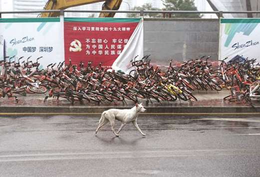 A dog runs past fallen shared bicycles after a rainstorm as Typhoon Mangkhut makes landfall in Guangdong province, in Shenzhen, China.