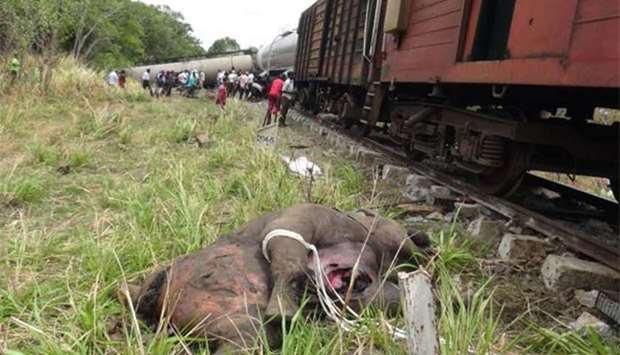 The body of an elephant is pictured next to a train near Habarana on Tuesday.