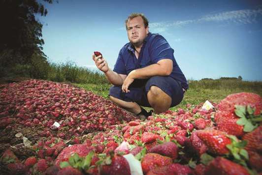 Braetop Berries strawberry farmer Aidan Young holds a strawberry as he poses amid strawberries he will destroy following a nationwide needle scare, on his farm in the Glass House Mountains in Queensland yesterday.