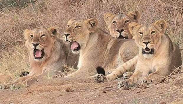 Asiatic lions reside only in one Indian forest. 