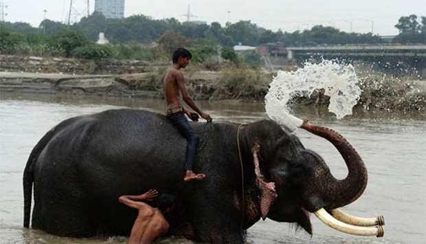 Indian mahouts washing their elephant in the Yamuna River in New Delhi.