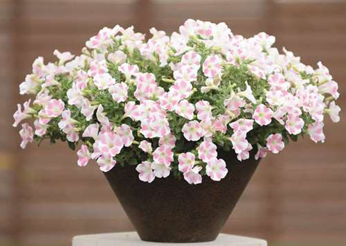 MOST LOVED: Heartbeat Surfinia, Lovie Dovie Supetunia or Amore Queen of Hearts are the types of petunia flower that are acknowledged and loved by the garden keepers.