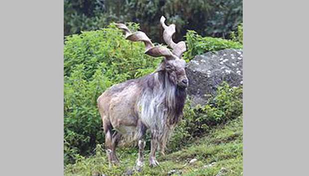 A markhor goat.