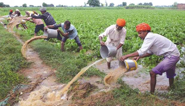 Farm labourers remove rain water from a flooded spinach field after heavy rains on the outskirts of Amritsar yesterday.
