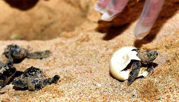 A hawksbill turtle hatchling emerges from its egg-shell.rnrn