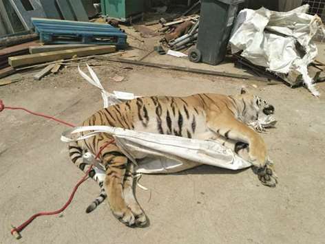 TOURISM: Only a few of the villageu2019s 600 inhabitants are in favour of the lions being kept in Zdechov, which lies on the border with Slovakia, due to the tourists they attract.