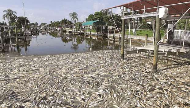 CONCERN: Thousands of dead fish sit in a canal behind a home in Coral Shores, rotting and smelling.