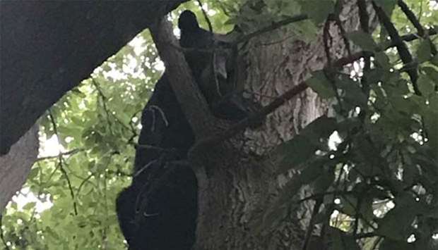 The bear took shelter in a tree. Picture: Twitter 