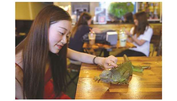 A customer petting a green iguana at the Reptile Cafe in Phnom Penh.