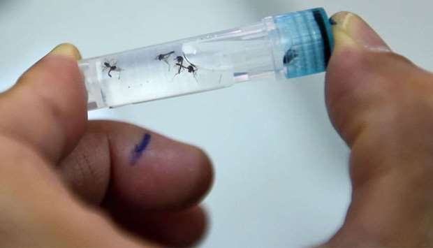 A laboratory assistant examining mosquito samples