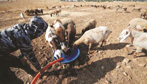 File photo shows a Palestinian man offering water to goats and sheep in Jordan Valley in the occupied West Bank.