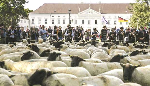 Shepherds drive sheep in front of the Bellevue presidential palace in Berlin to protest falling prices in their industry.