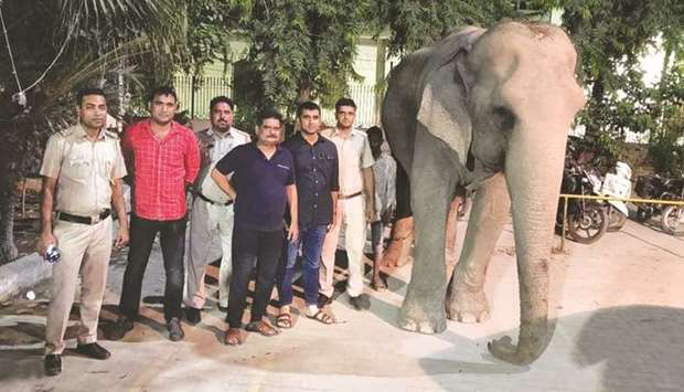 The elephant was found near the Delhi police headquarters on Tuesday.