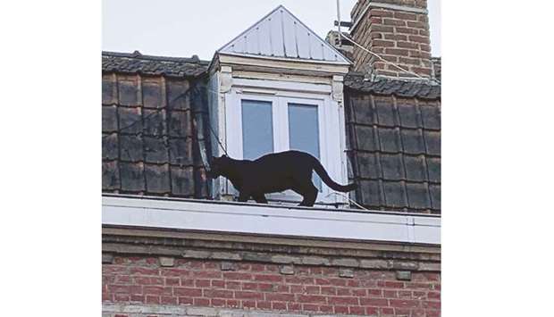 A handout image made available yesterday yesterday shows the black panther moving along the roof guttering of a building in Armentiu00e8res, northern France early on Wednesday evening.