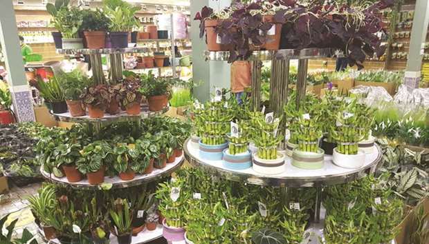 Various types of indoor plants on display at a nursery in Doha.