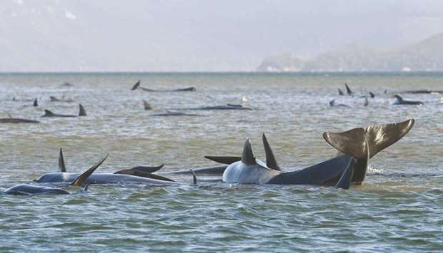 A pod of whales, believed to be pilot whales, is seen stranded on a sandbar at Macquarie Harbour, near Strahan, Tasmania, yesterday.