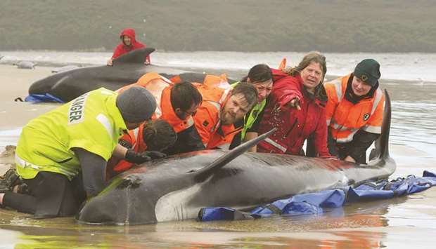 This handout photo taken yesterday shows rescuers working to save a pod of whales stranded on a beach in Macquarie Harbour on the rugged west coast of Tasmania.