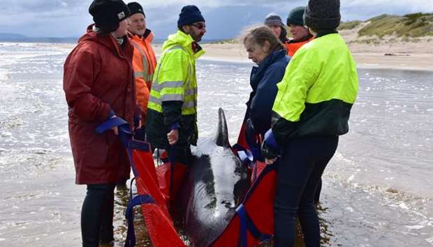 Rescuers work to save a whale on a beach in Macquarie Harbour on the rugged west coast of Tasmania on September 25.