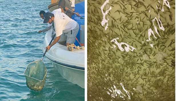 MME released 35,000 baby fish into Qatari watersrnrn